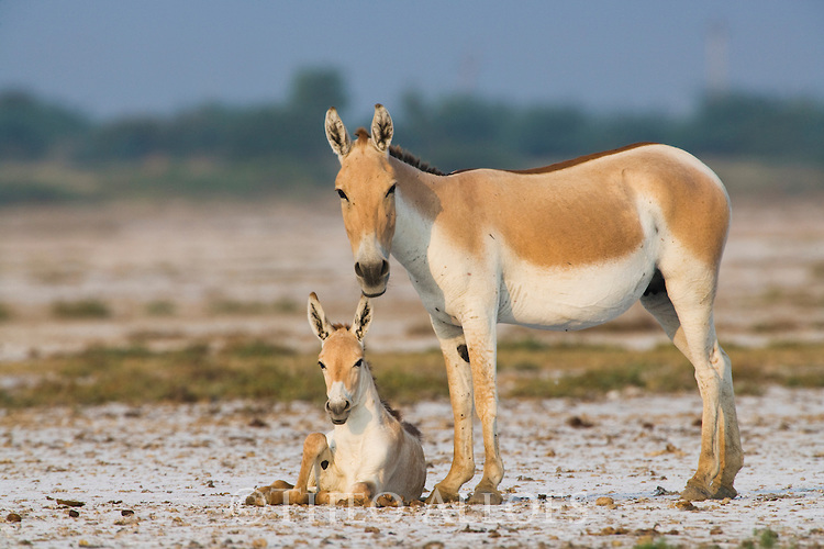 Indian wild ass mother with foal