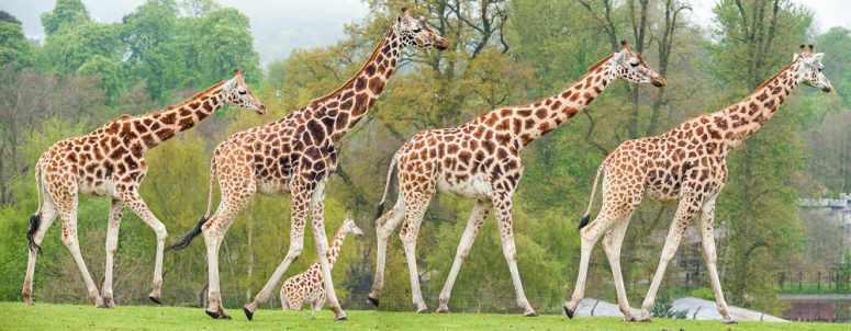 www-expressandstar-com-west-midlands-safari-park-rothschilds-giraffe